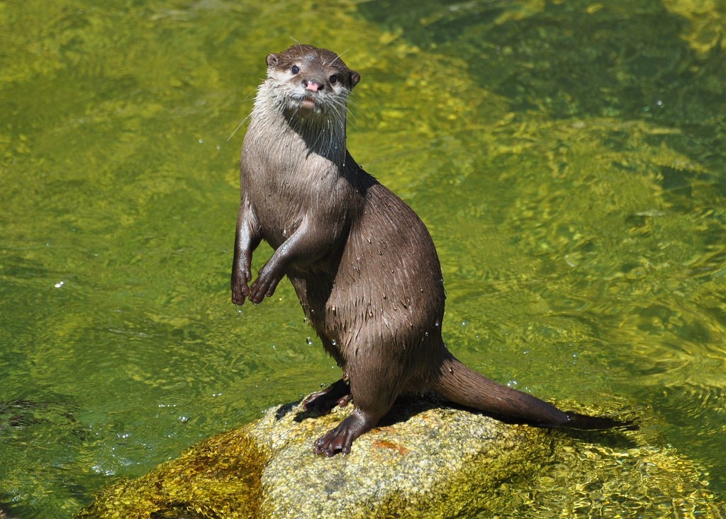 Rái cá vuốt bé.